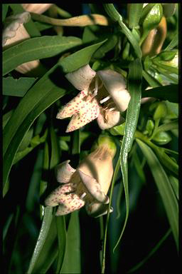 APII jpeg image of Eremophila bignoniiflora  © contact APII