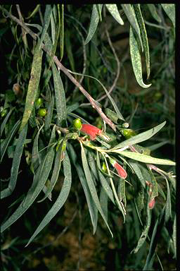 APII jpeg image of Eremophila longifolia  © contact APII