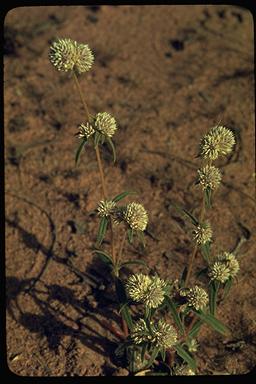 APII jpeg image of Gomphrena brachystylis  © contact APII