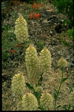 APII jpeg image of Ptilotus nobilis  © contact APII