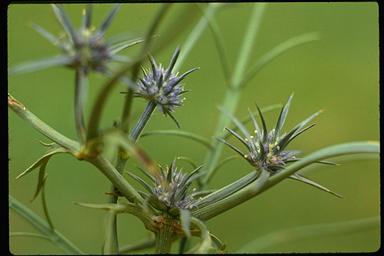 APII jpeg image of Eryngium ovinum  © contact APII