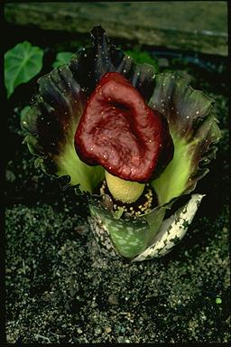 APII jpeg image of Amorphophallus paeoniifolius  © contact APII