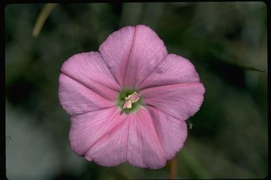 APII jpeg image of Convolvulus erubescens  © contact APII