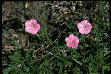 APII jpeg image of Convolvulus erubescens  © contact APII