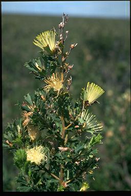 APII jpeg image of Banksia sessilis var. cygnorum  © contact APII