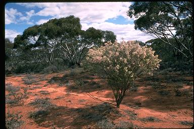 APII jpeg image of Eremophila sturtii  © contact APII