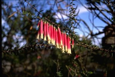 APII jpeg image of Epacris longiflora  © contact APII