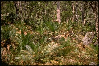 APII jpeg image of Macrozamia communis  © contact APII