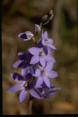 APII jpeg image of Thelymitra ixioides  © contact APII