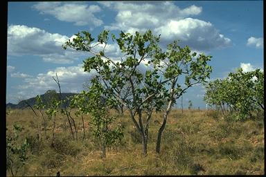 APII jpeg image of Corymbia abbreviata  © contact APII