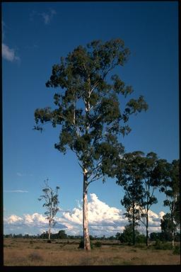 APII jpeg image of Eucalyptus argophloia  © contact APII