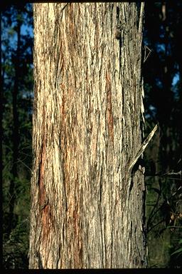 APII jpeg image of Eucalyptus carnea  © contact APII