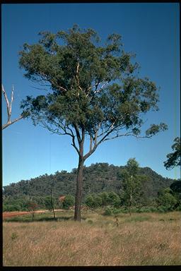 APII jpeg image of Eucalyptus decorticans  © contact APII