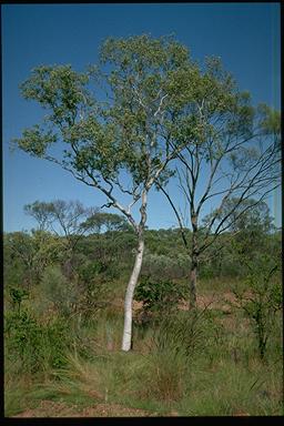 APII jpeg image of Corymbia gilbertensis  © contact APII