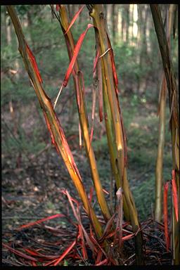 APII jpeg image of Eucalyptus infera  © contact APII