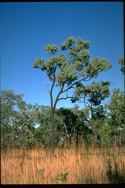 APII jpeg image of Eucalyptus jensenii  © contact APII