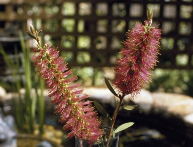 APII jpeg image of Callistemon pallidus 'Rebecca'  © contact APII