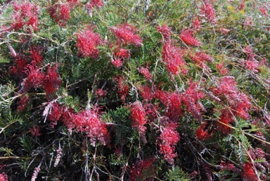 APII jpeg image of Grevillea 'Wendy Sunshine'  © contact APII