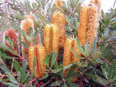 APII jpeg image of Banksia paludosa 'Little Pal'  © contact APII