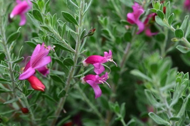 APII jpeg image of Eremophila 'Beryl's Lipstick'  © contact APII