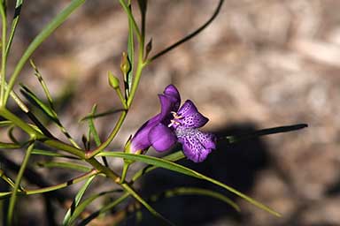 APII jpeg image of Eremophila bignoniiflora 'Meringur Midnight'  © contact APII