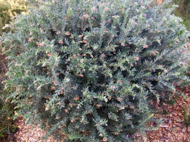 APII jpeg image of Grevillea 'Spider Mist'  © contact APII