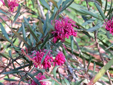 APII jpeg image of Grevillea 'Lawson Queen'  © contact APII