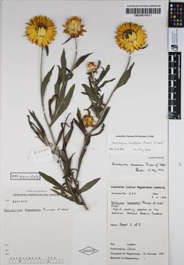 APII jpeg image of Xerochrysum bracteatum 'Princess of Wales'  © contact APII