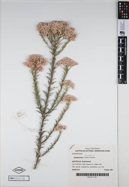 APII jpeg image of Ozothamnus diosmifolius 'Cook's Tall Pink'  © contact APII