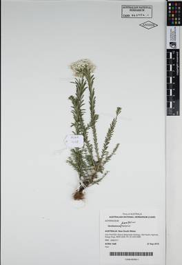 APII jpeg image of Ozothamnus diosmifolius 'Radiance'  © contact APII