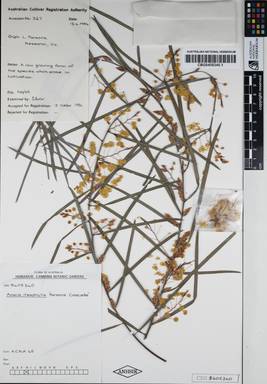 APII jpeg image of Acacia iteaphylla 'Parsons Cascade'  © contact APII