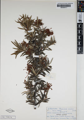 APII jpeg image of Grevillea juniperina 'Poorinda Leane'  © contact APII