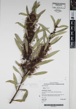 APII jpeg image of Hakea 'Kincora'  © contact APII