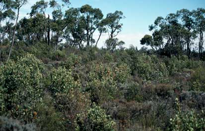 APII jpeg image of Banksia ornata  © contact APII