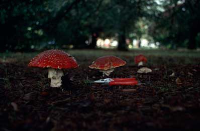 APII jpeg image of Amanita muscaria  © contact APII