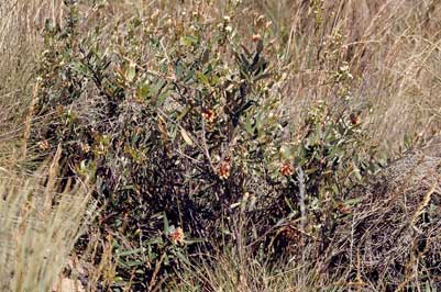 APII jpeg image of Grevillea aspera  © contact APII