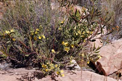 APII jpeg image of Hibbertia sericea  © contact APII