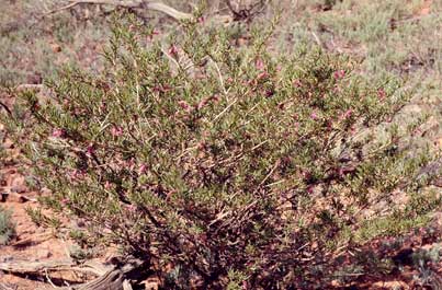 APII jpeg image of Eremophila latrobei subsp. glabra  © contact APII