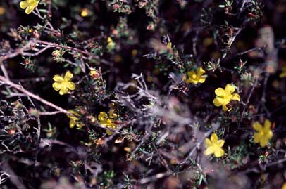 APII jpeg image of Hibbertia cistiflora  © contact APII