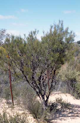 APII jpeg image of Allocasuarina  © contact APII