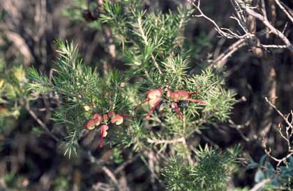 APII jpeg image of Grevillea rosmarinifolia subsp. glabella  © contact APII