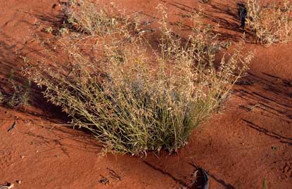 APII jpeg image of Eragrostis eriopoda  © contact APII