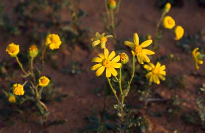 APII jpeg image of Senecio  © contact APII