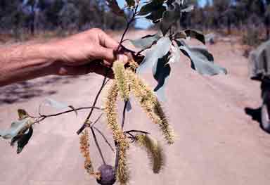 APII jpeg image of Grevillea glauca  © contact APII