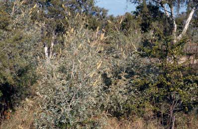 APII jpeg image of Grevillea sessilis  © contact APII