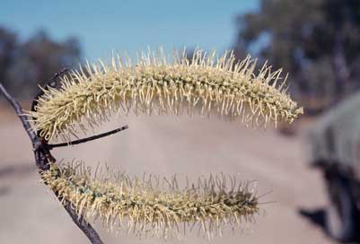 APII jpeg image of Grevillea glauca  © contact APII