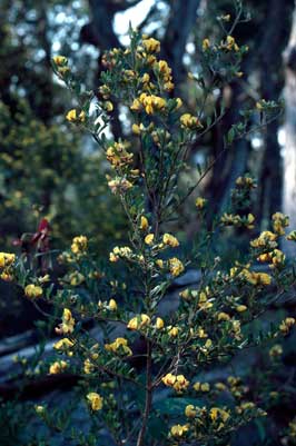 APII jpeg image of Pultenaea cuneata  © contact APII