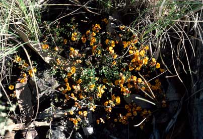 APII jpeg image of Pultenaea microphylla var. microphylla  © contact APII