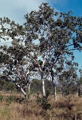 APII jpeg image of Eucalyptus platyphylla  © contact APII