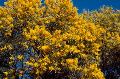 APII jpeg image of Acacia torulosa  © contact APII